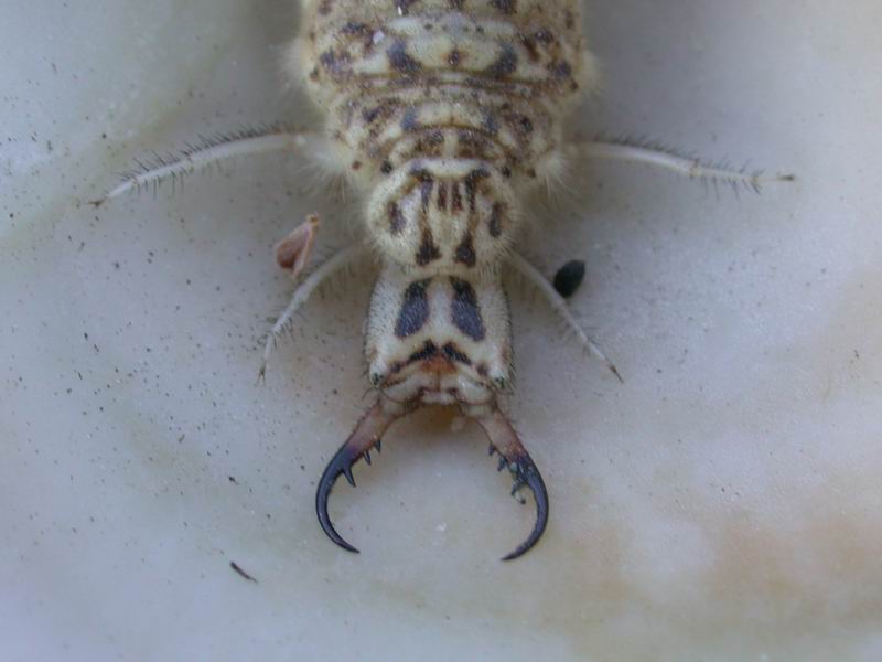 Larva di Synclisis baetica